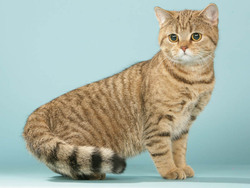 Chat british shorthair