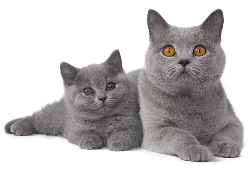 Chat british shorthair