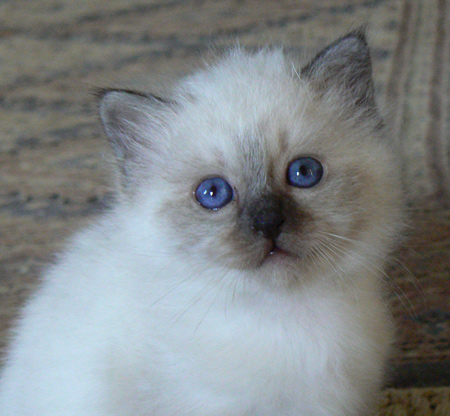 Chat blanc poils longs