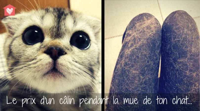 Mue des chats