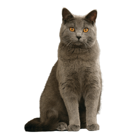 Elevage chat chartreux