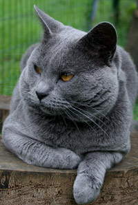 Chat bleu gris