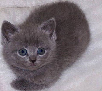 Chaton chartreux angora