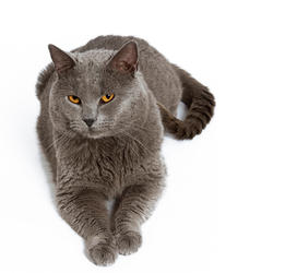 Chat race chartreux