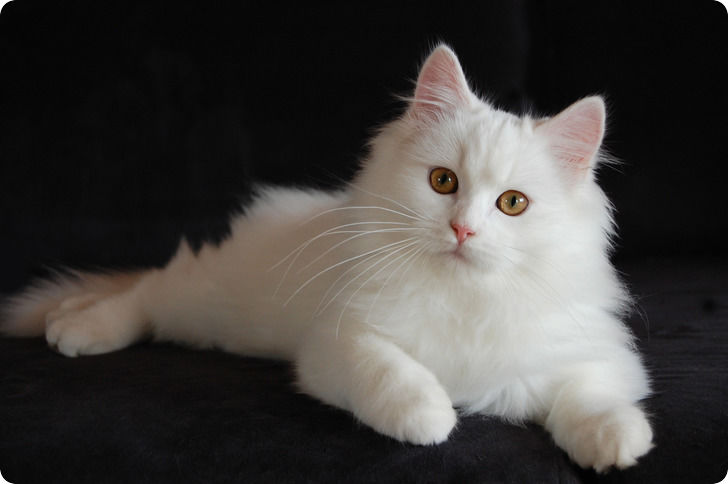 Chat angora blanc