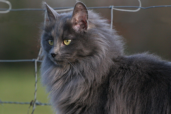 Chaton Chartreux Angora Chat Blanc Long Poil