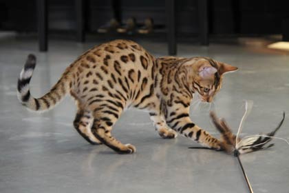 Chat margay a vendre