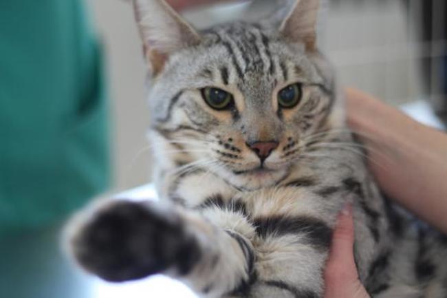 Chat bengal adoption