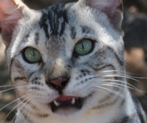 Le chat bengal prix