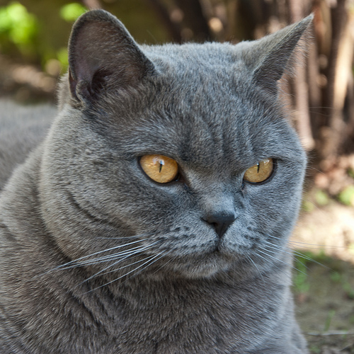 Chat bleu russe