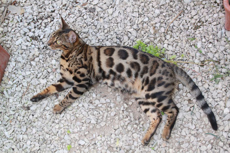 Chat du bengal