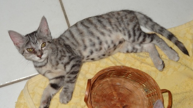 Chaton croise bengal a donner