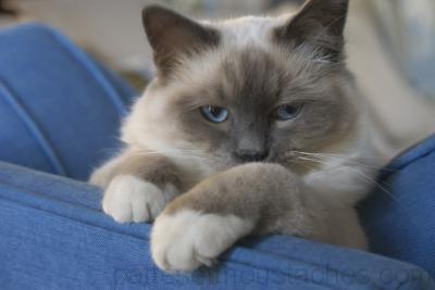 Chat race appartement