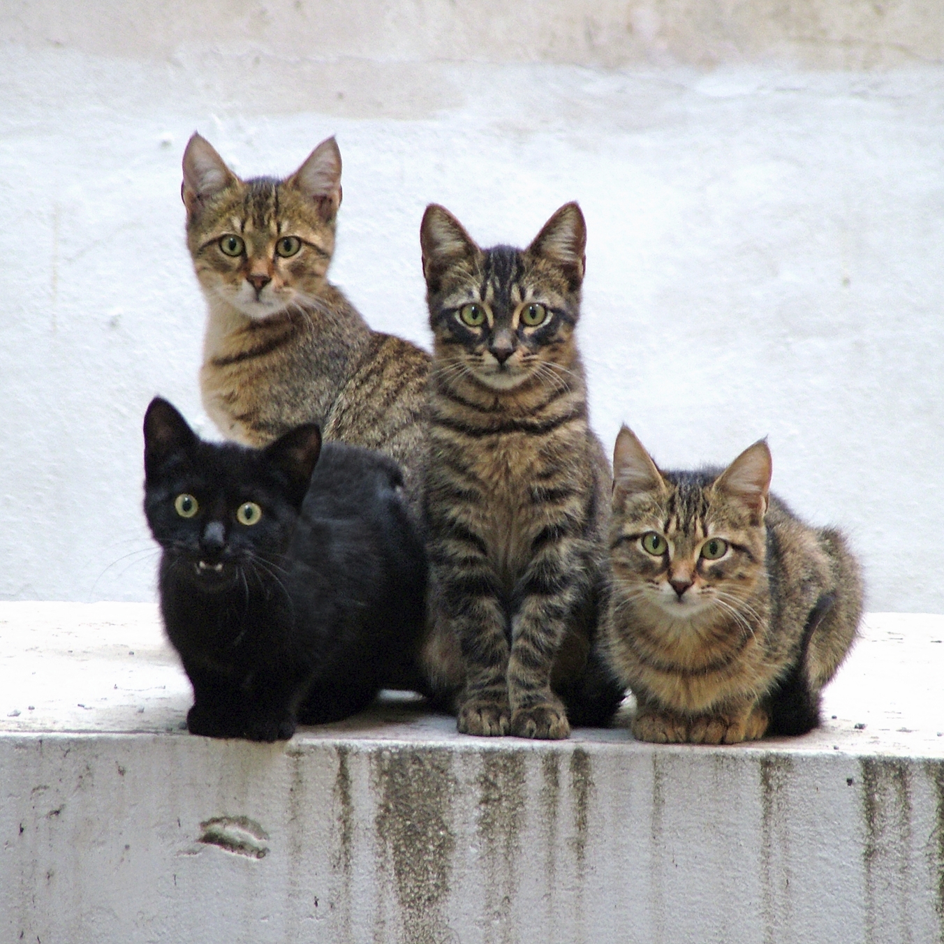 Four cat