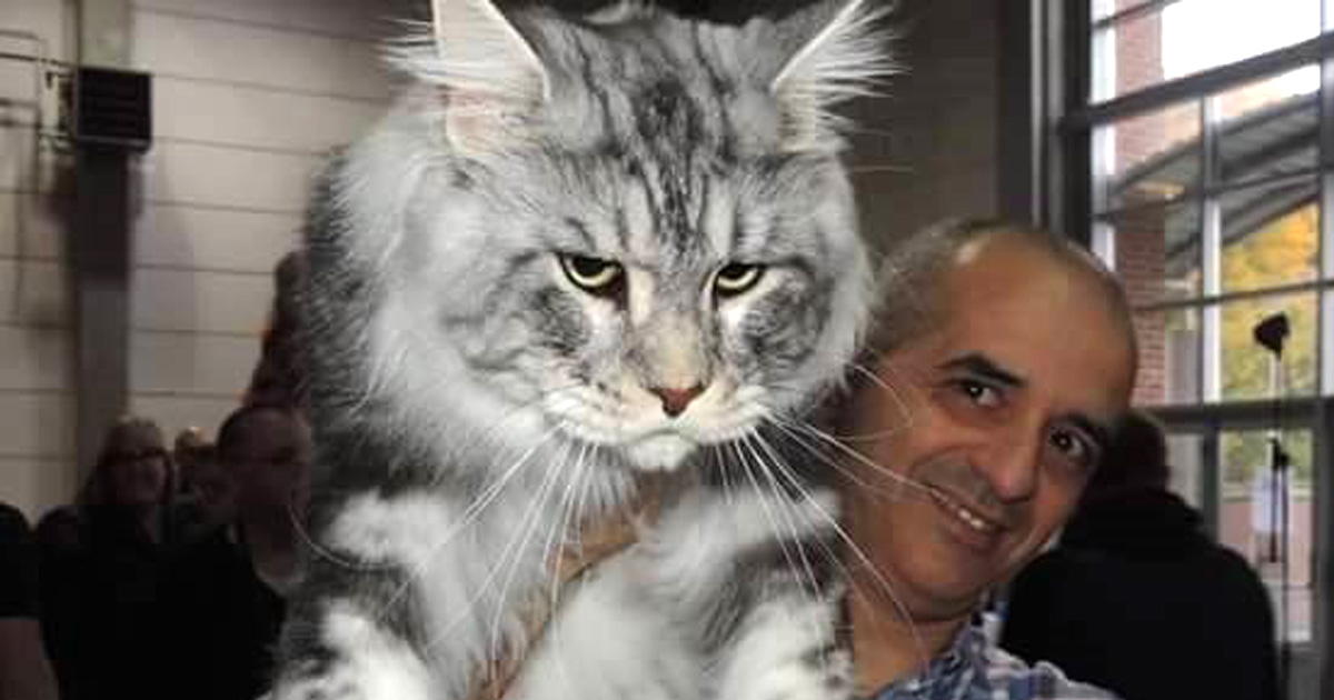 Race de chat la plus grosse