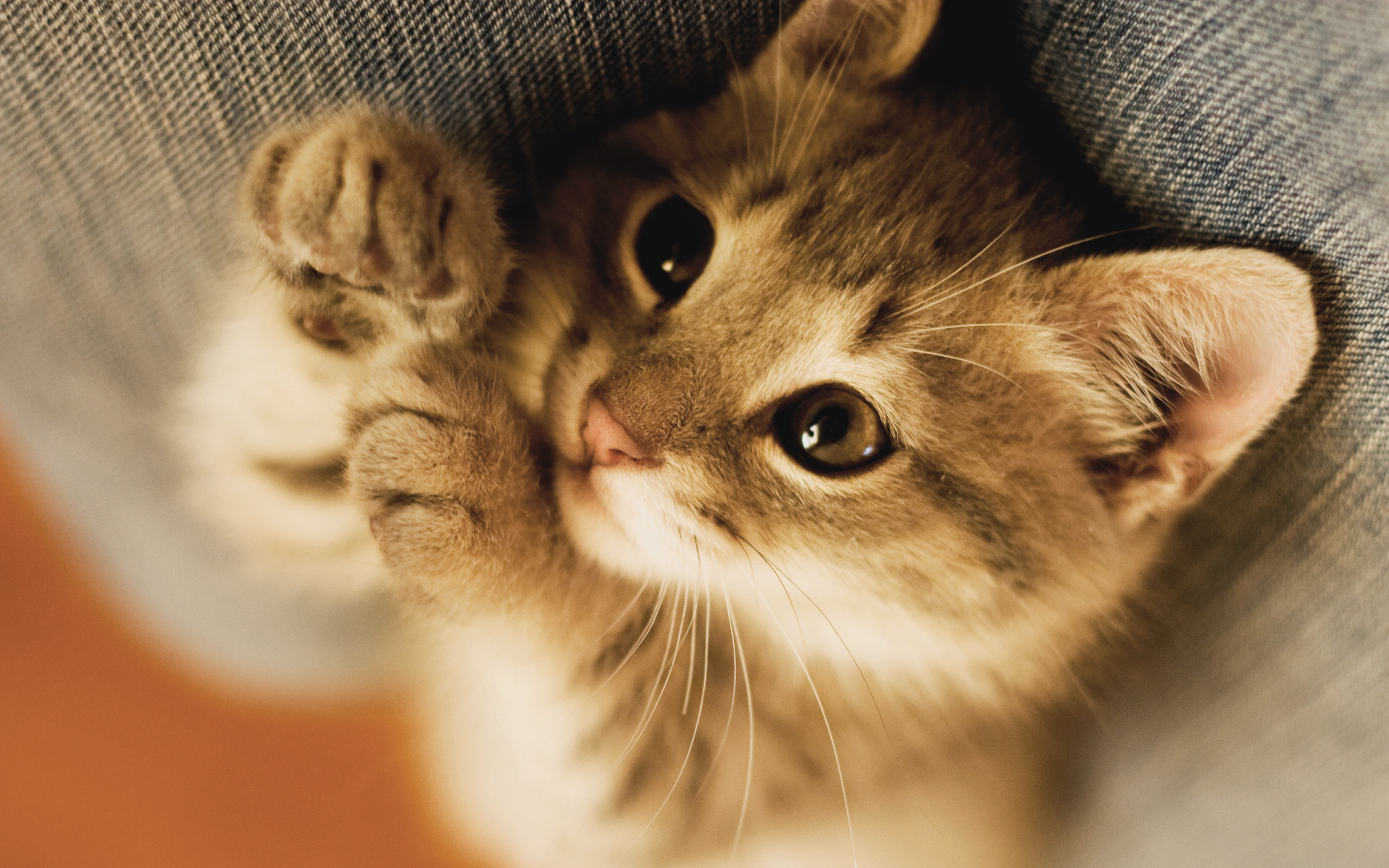 chat-mignon