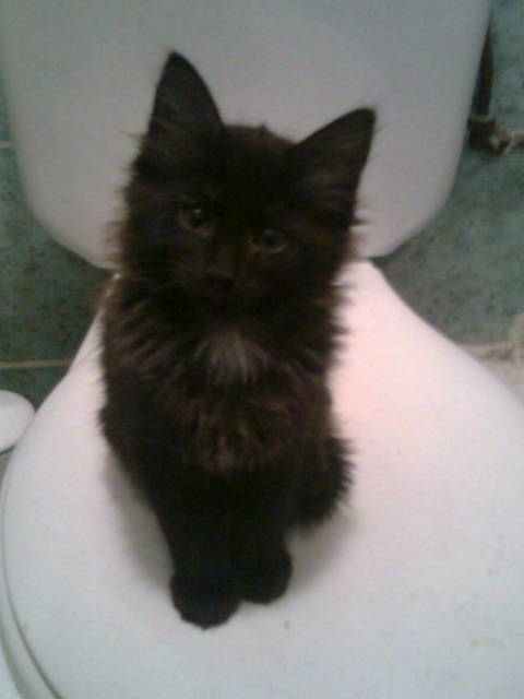 Chat poil long a adopter