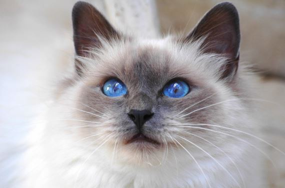 Chat yeux bleus