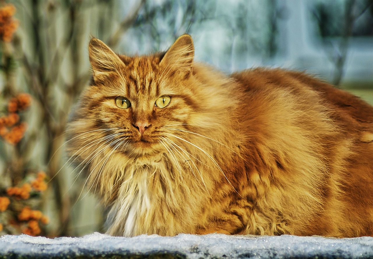 Chat poil long roux