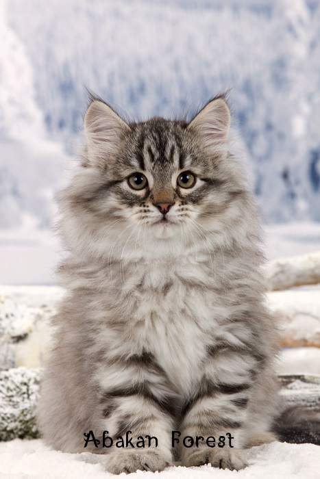 Chaton siberien donner