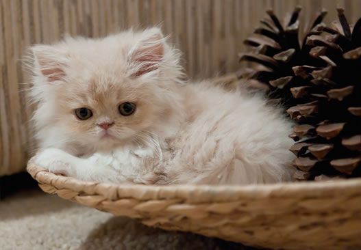 Entretien chat angora