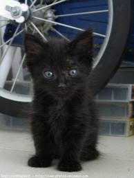 Chat angora bleu