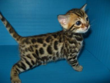 Chaton bengal a vendre pas cher