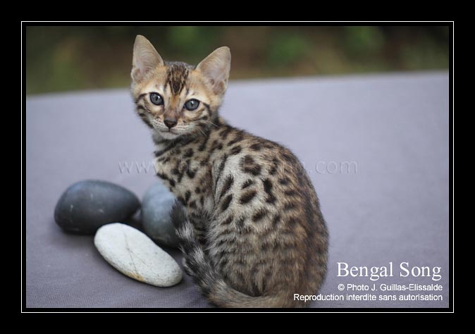 Chat bengal prix