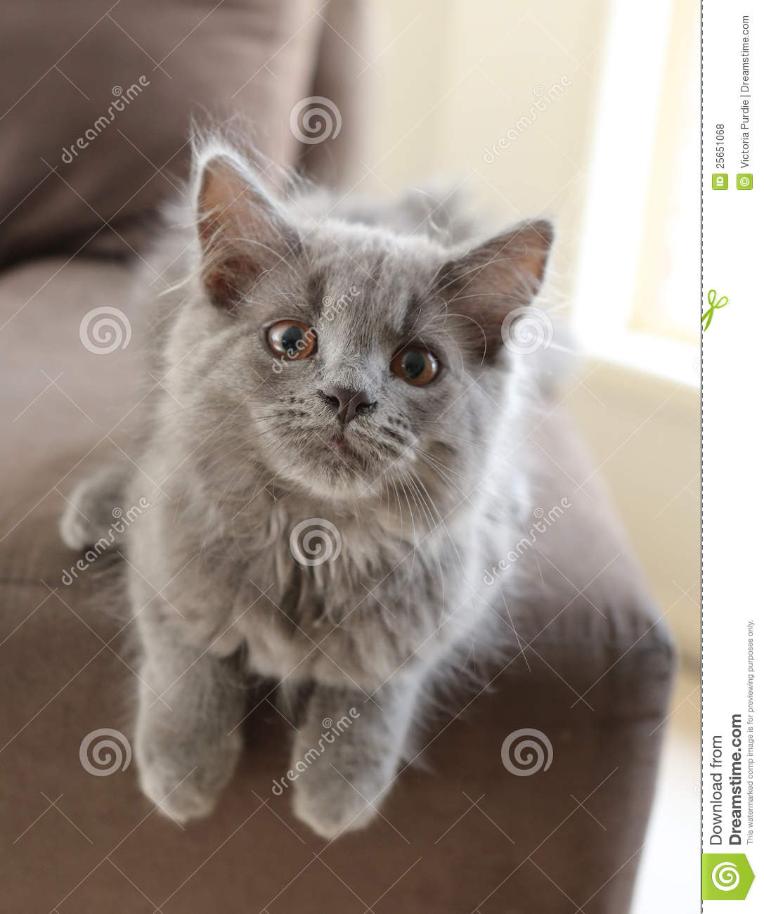 Chatons gris