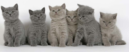 Elevage de chat british shorthair