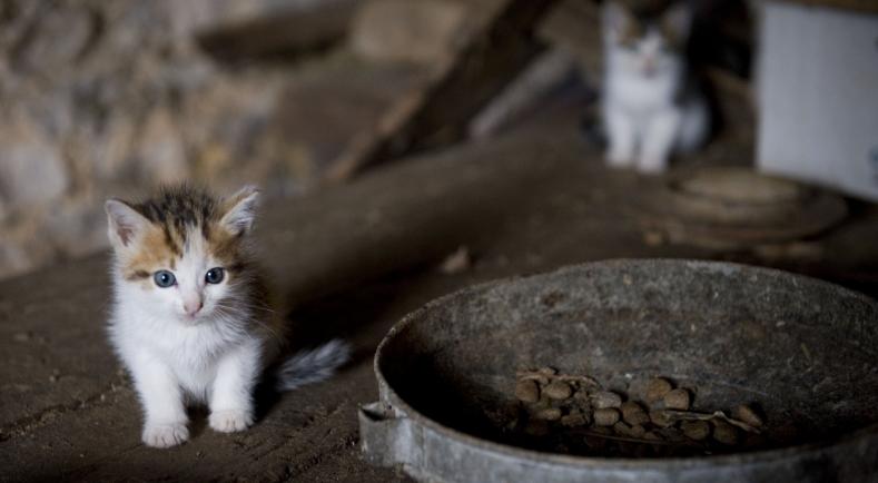 Eleveur de chaton