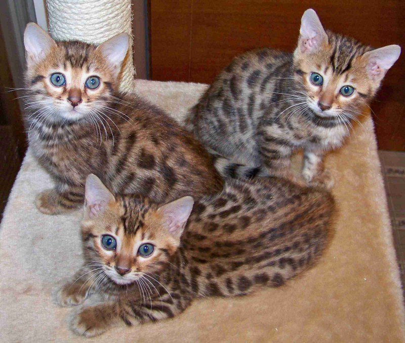 Donne chaton bengal