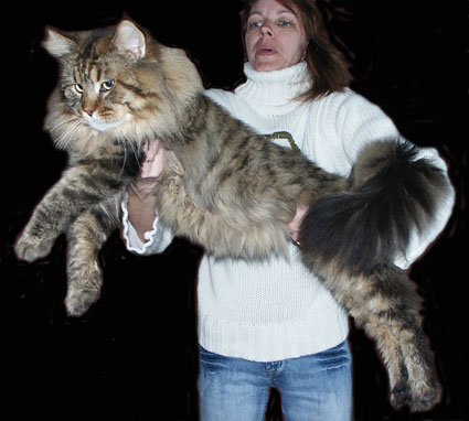 Elevage chat main coon