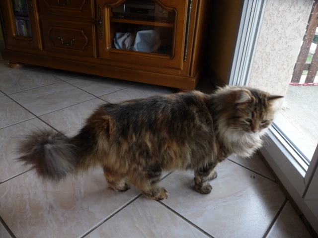 Noeud chat poil long