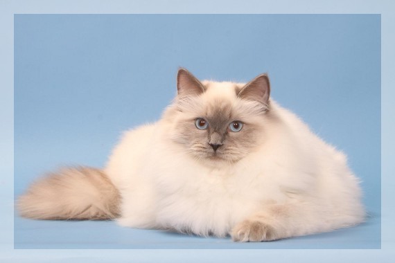 Ragdoll poil court