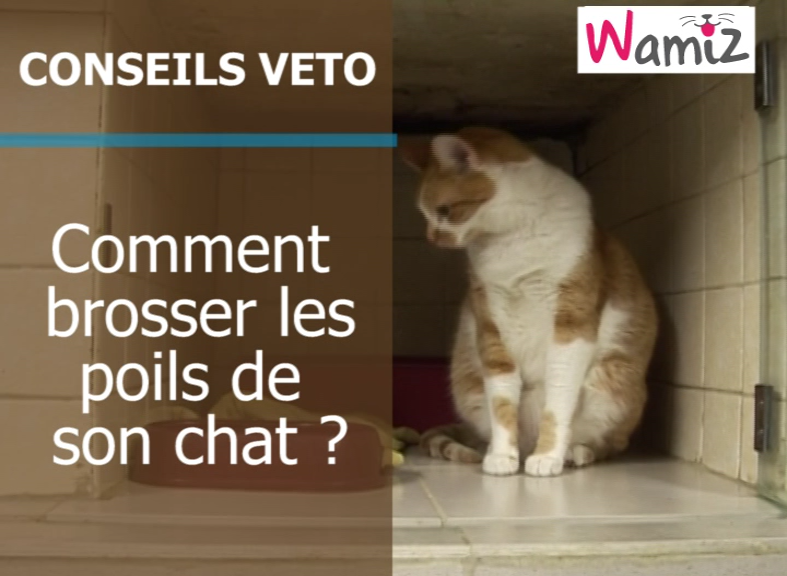Brosse chat poil court