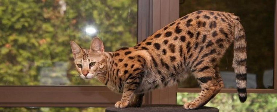 Chat leopard a vendre