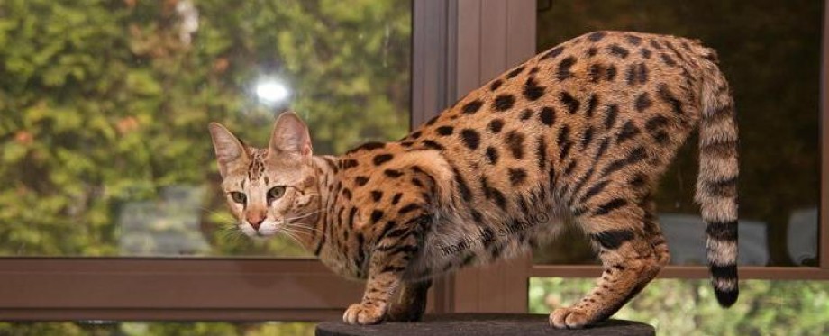 Bengal chat a vendre