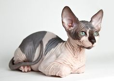 Eleveur chat sphynx