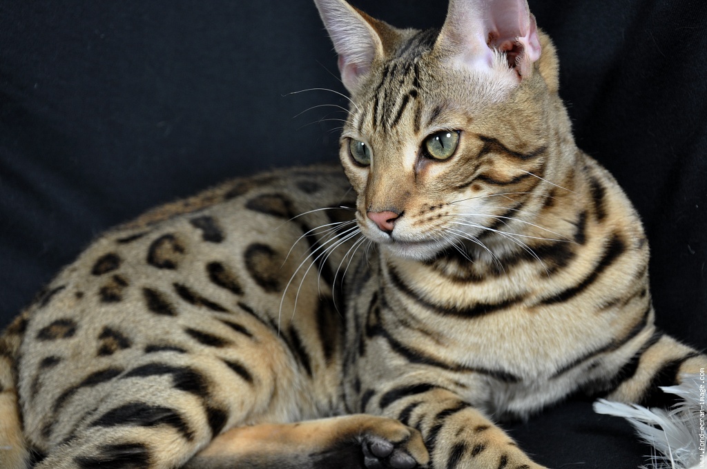 Acheter Chat Du Bengal Chaton Leopard