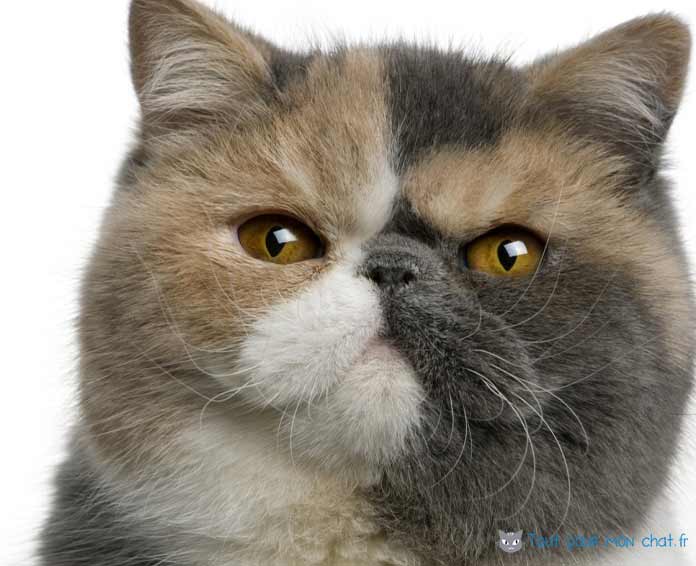 Chat exotic shorthair