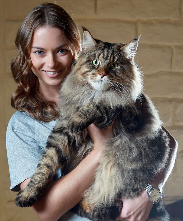 Chat grande taille domestique