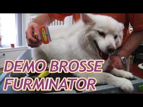 Furminator brosse chien