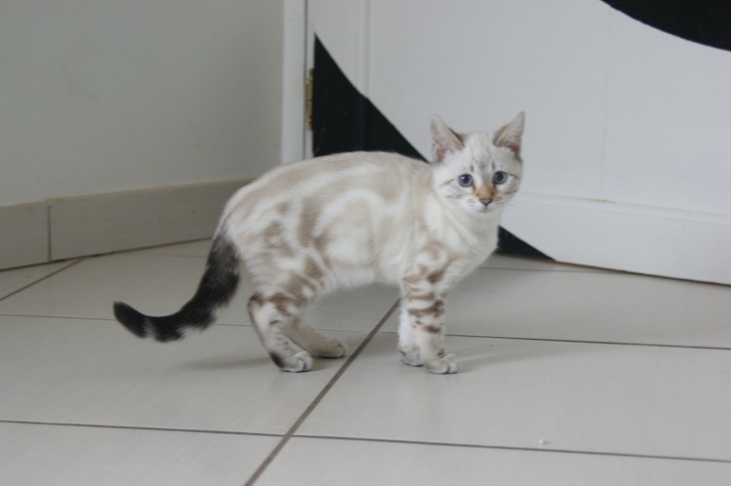 Chat bengal silver prix