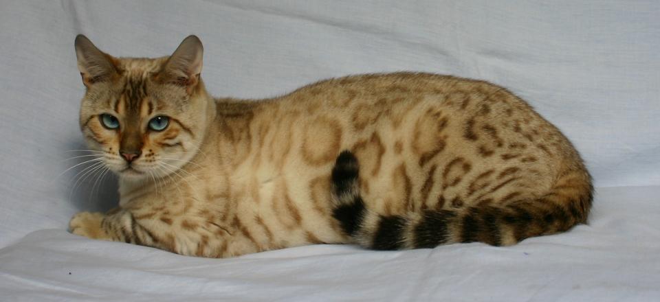 Chatterie de bengal