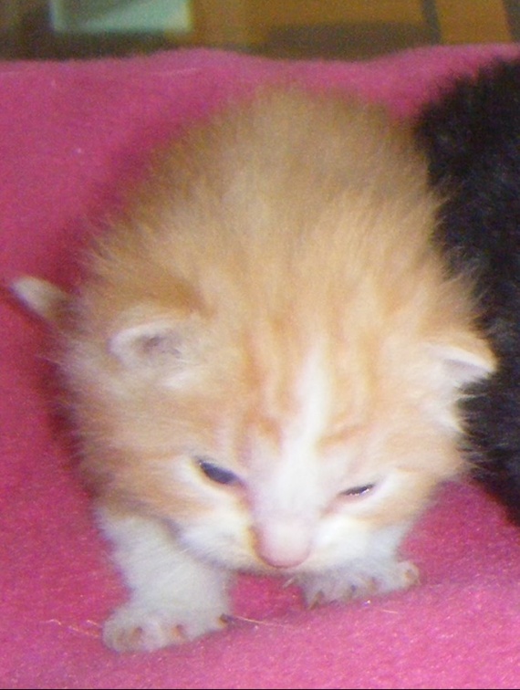 Chaton poil long a vendre