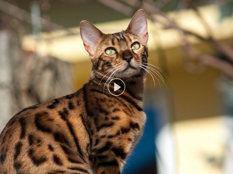 Un chat du bengal