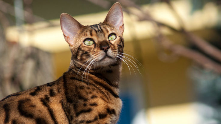 Le bengal