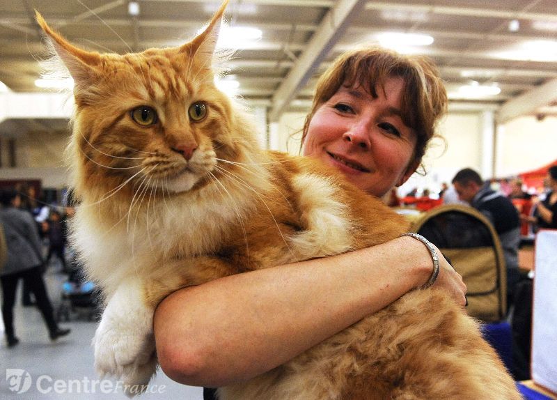 Caractere chat main coon