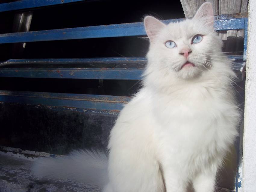 Chat poil angora